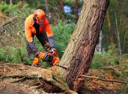 Best Lawn Dethatching  in Metamora, IL