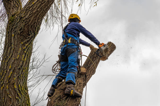 Best Leaf Removal  in Metamora, IL