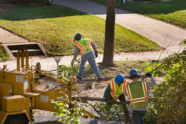 Organic Lawn Care Solutions in Metamora, IL