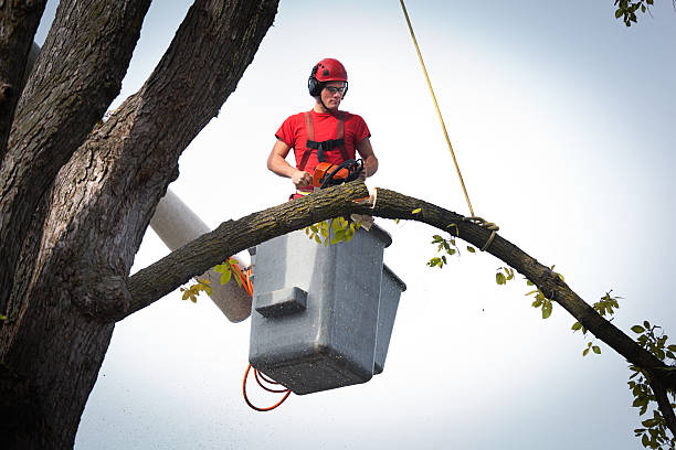 Best Arborist Consultation Services  in Metamora, IL