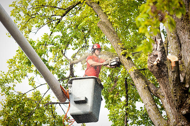 Tree and Shrub Care in Metamora, IL