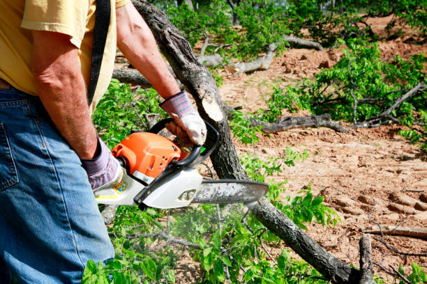 Why Choose Our Tree Removal Services in Metamora, IL?